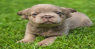 French Bulldog dogs - Advert 5