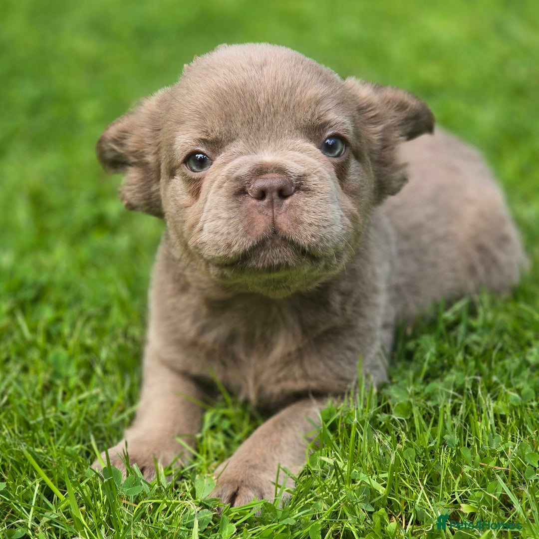 French Bulldog dogs for sale: Fluffy French Bulldog Puppies  - Image 7