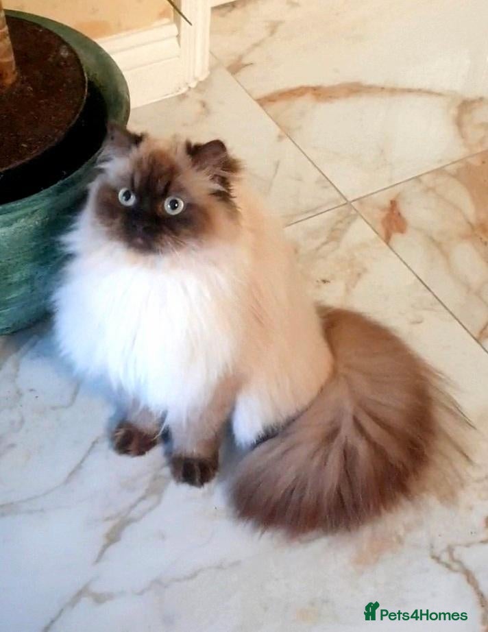 Persian cats Beautiful adult Persian - Advert 2