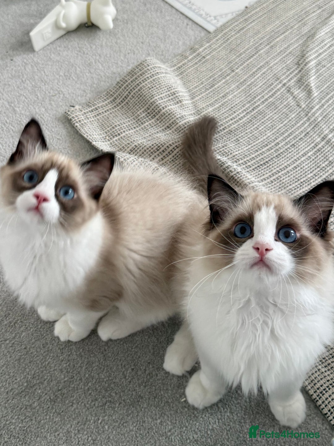 Ragdoll cats for sale: 💗 Tica Reg Ragdoll Kittens  - Image 4