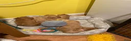 Cavapoo dogs for sale: Beautiful Golden cavapoo puppies - Advert 26
