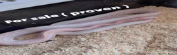 Corn Snake reptiles for sale: Corn snakes cb26 and cb25 available  - Advert 17