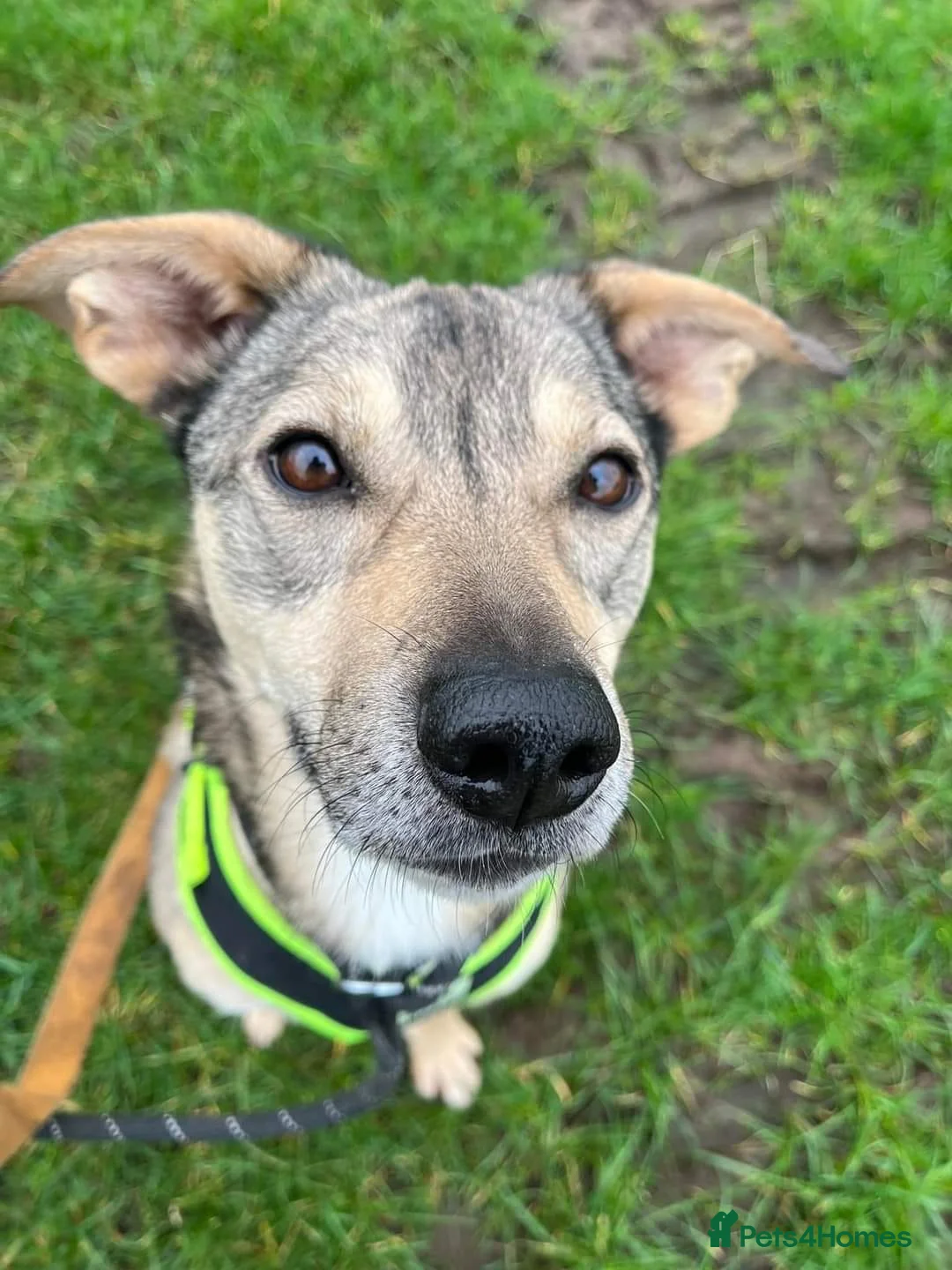 Mixed Breed dogs for adoption: Meet Archie, currently residing in Cheshire. in Nantwich - Advert 6