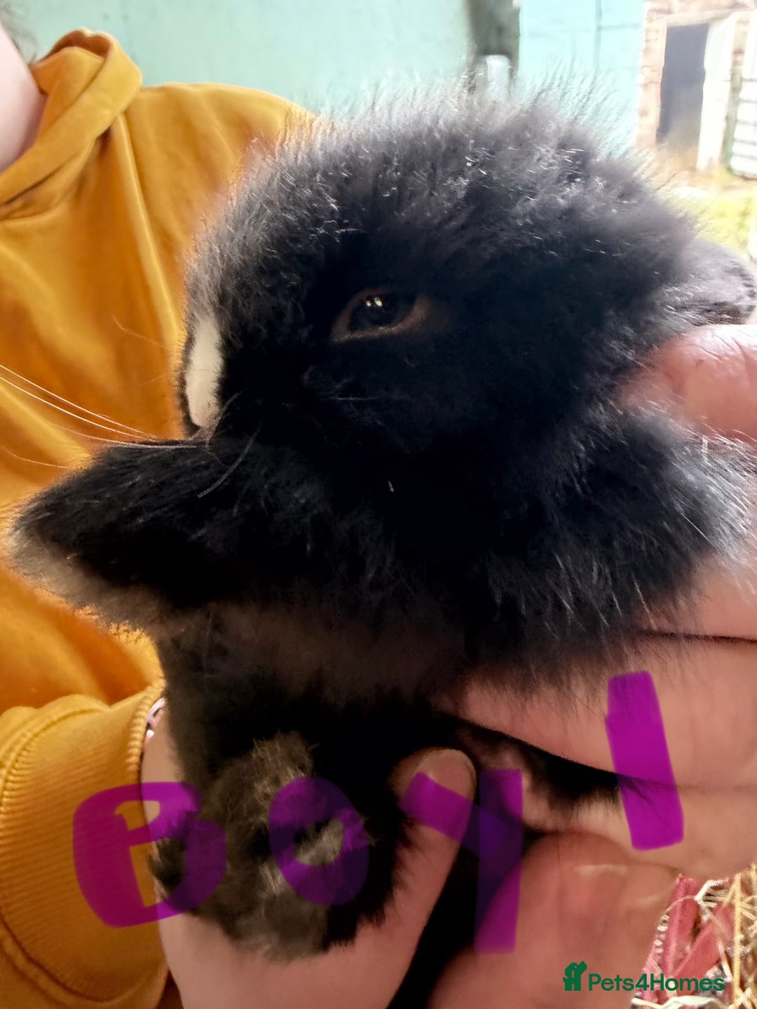 Lionhead rabbits for sale: Last 3 Lionhead baby rabbits ready new years eve - Advert 1