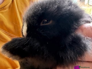 Lionhead rabbits Last 3 Lionhead baby rabbits ready new years eve - Advert 2