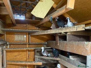 Pigeons birds in Leicester - Advert 14