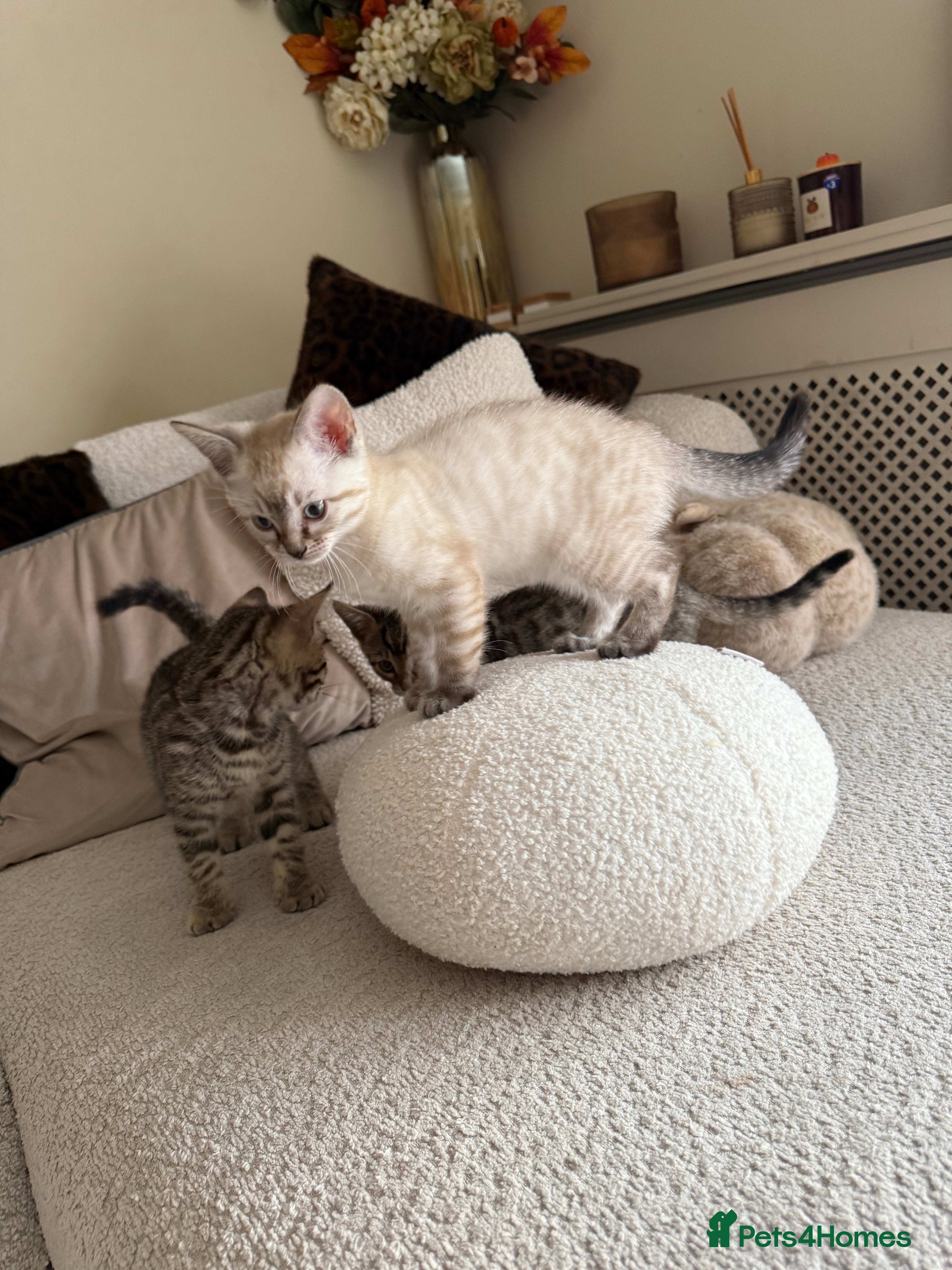 Bengal cats 🐯💕💙 beautiful rosette bengal kittens 💕💙🐯 - Advert 1