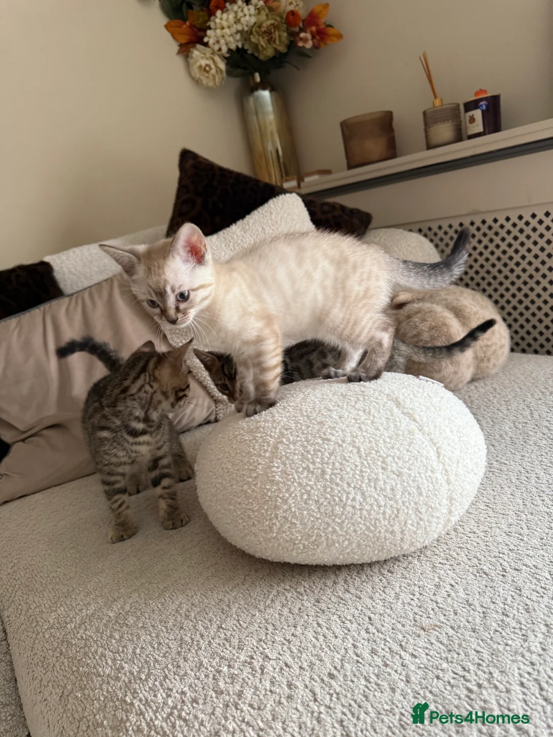 Bengal cats for sale: 🐯💕💙 beautiful rosette bengal kittens 💕💙🐯 - Advert 1