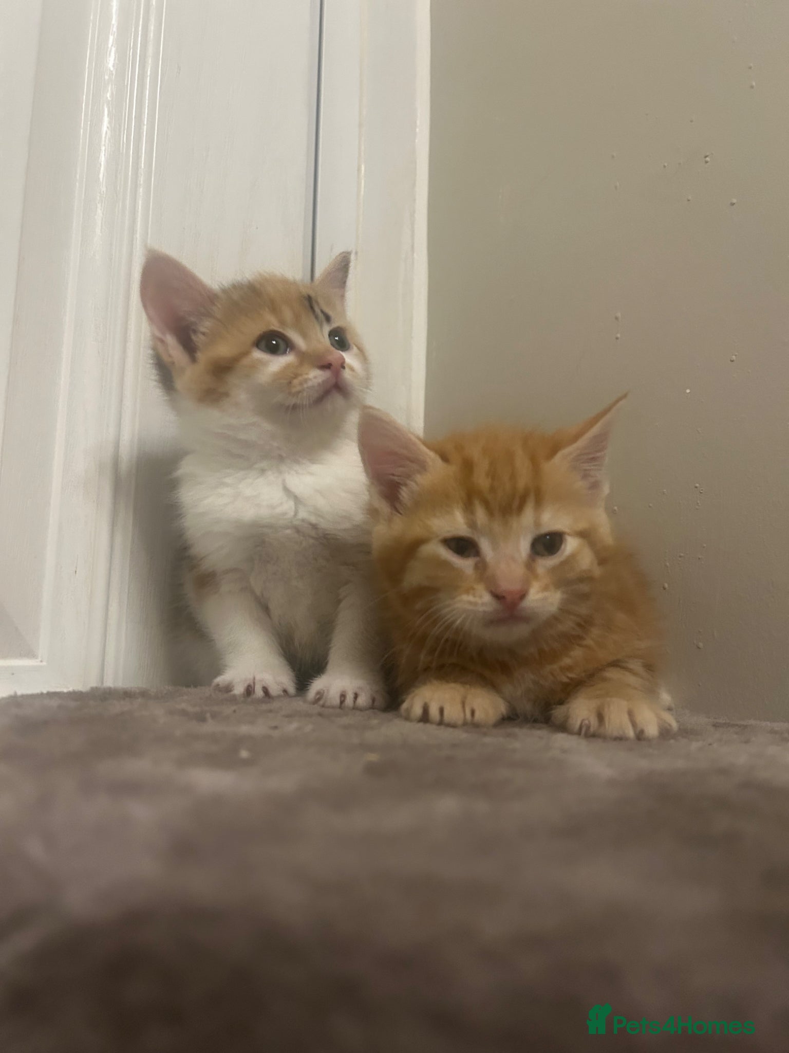Mixed Breed cats Beautiful kittens ready  - Advert 10