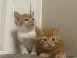 Mixed Breed cats Beautiful kittens ready - Advert 10