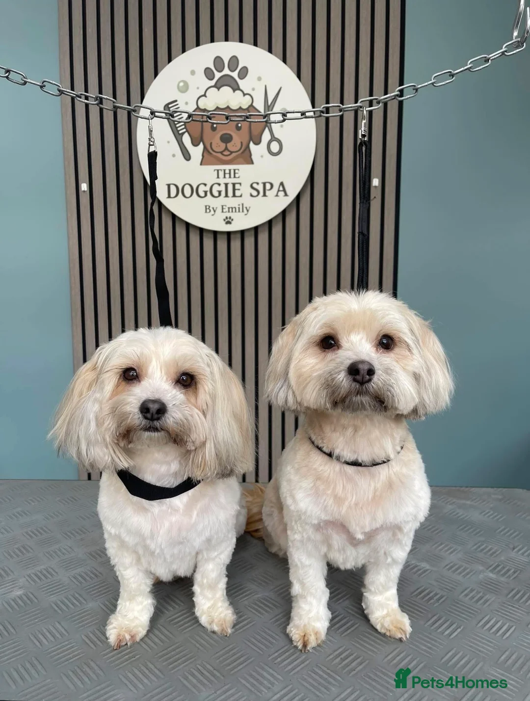 Shih Tzu dogs for sale: Two sisters need a loving home - Advert 1