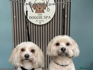 Shih Tzu dogs Two sisters need a loving home - Advert 1