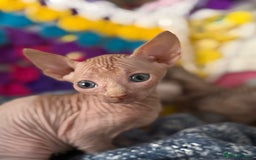 Sphynx cats for sale: Sphynx kittens full of love to give - Image 5