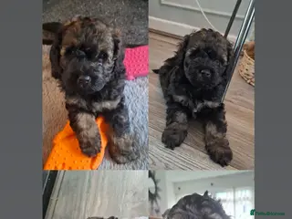 Cockapoo dogs F2b cockapoo pups - Advert 18