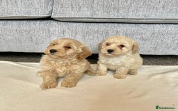 Coton De Tulear dogs for sale: Coton noodles puppies ready now  - Image 7
