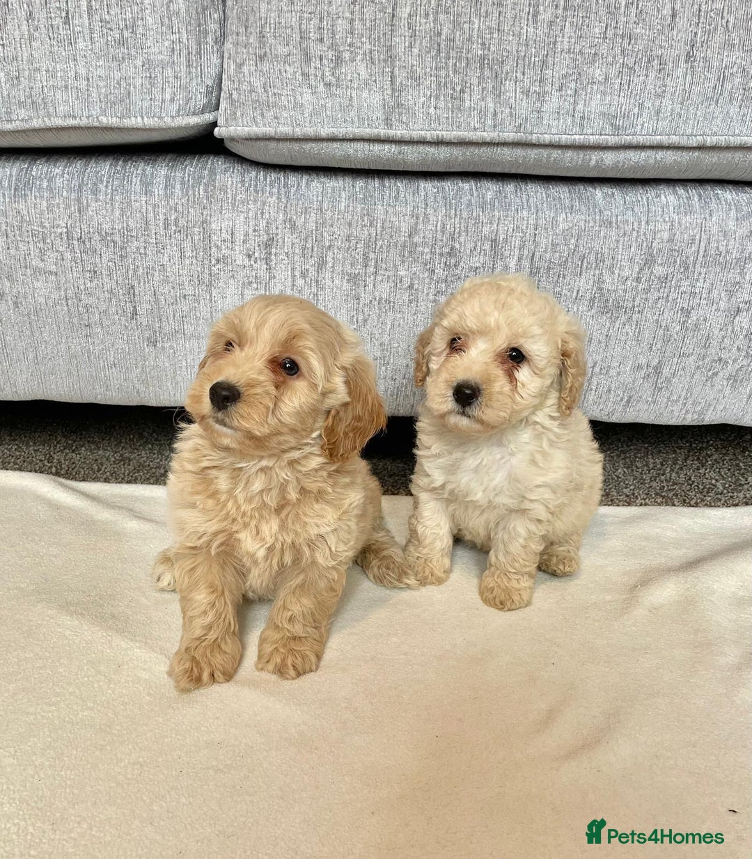 Coton De Tulear dogs for sale: Coton noodles puppies ready now  - Image 7