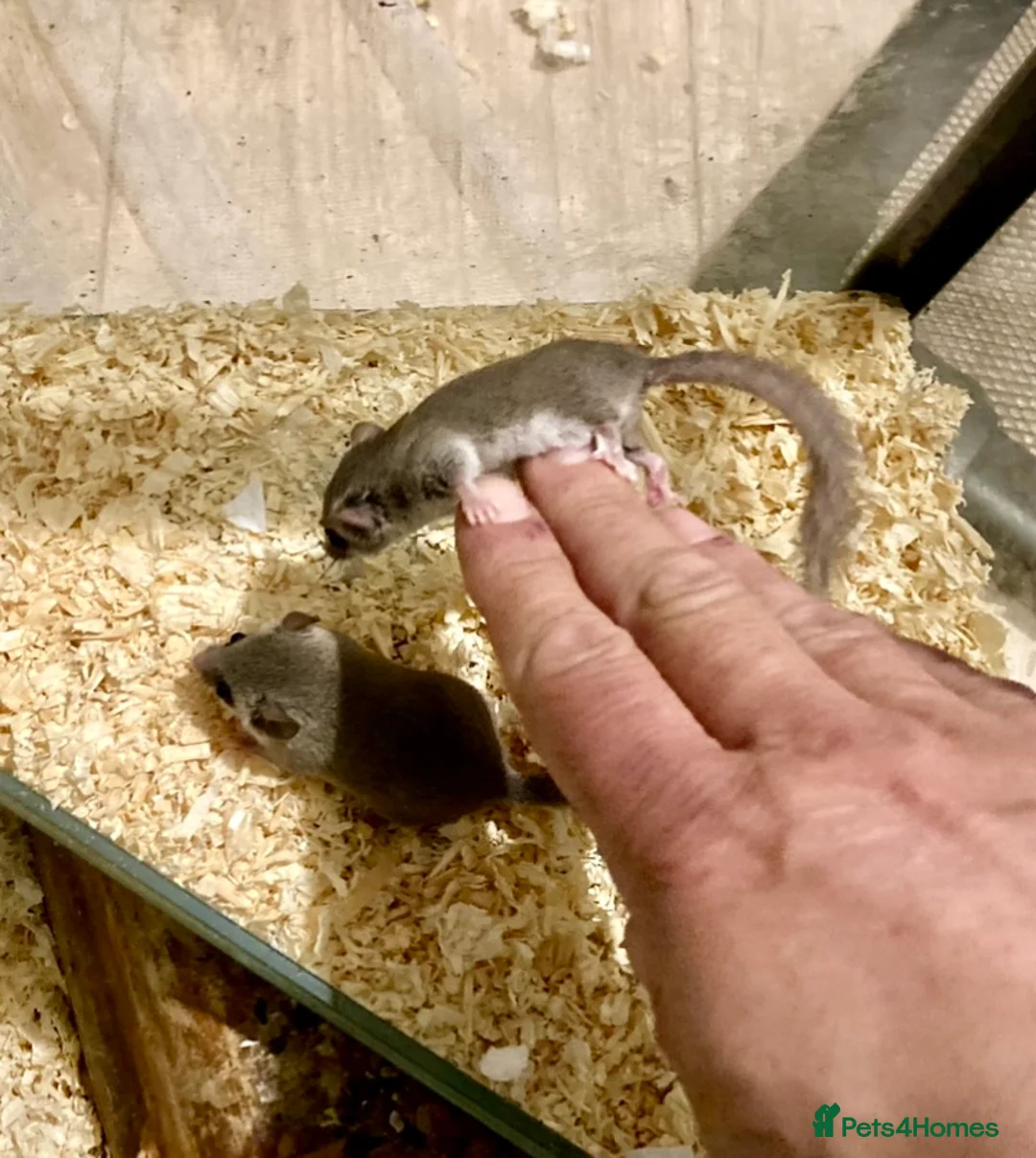 Mouse rodents for sale: African Pygmy dormice micro squirrel, grass mice - Advert 2