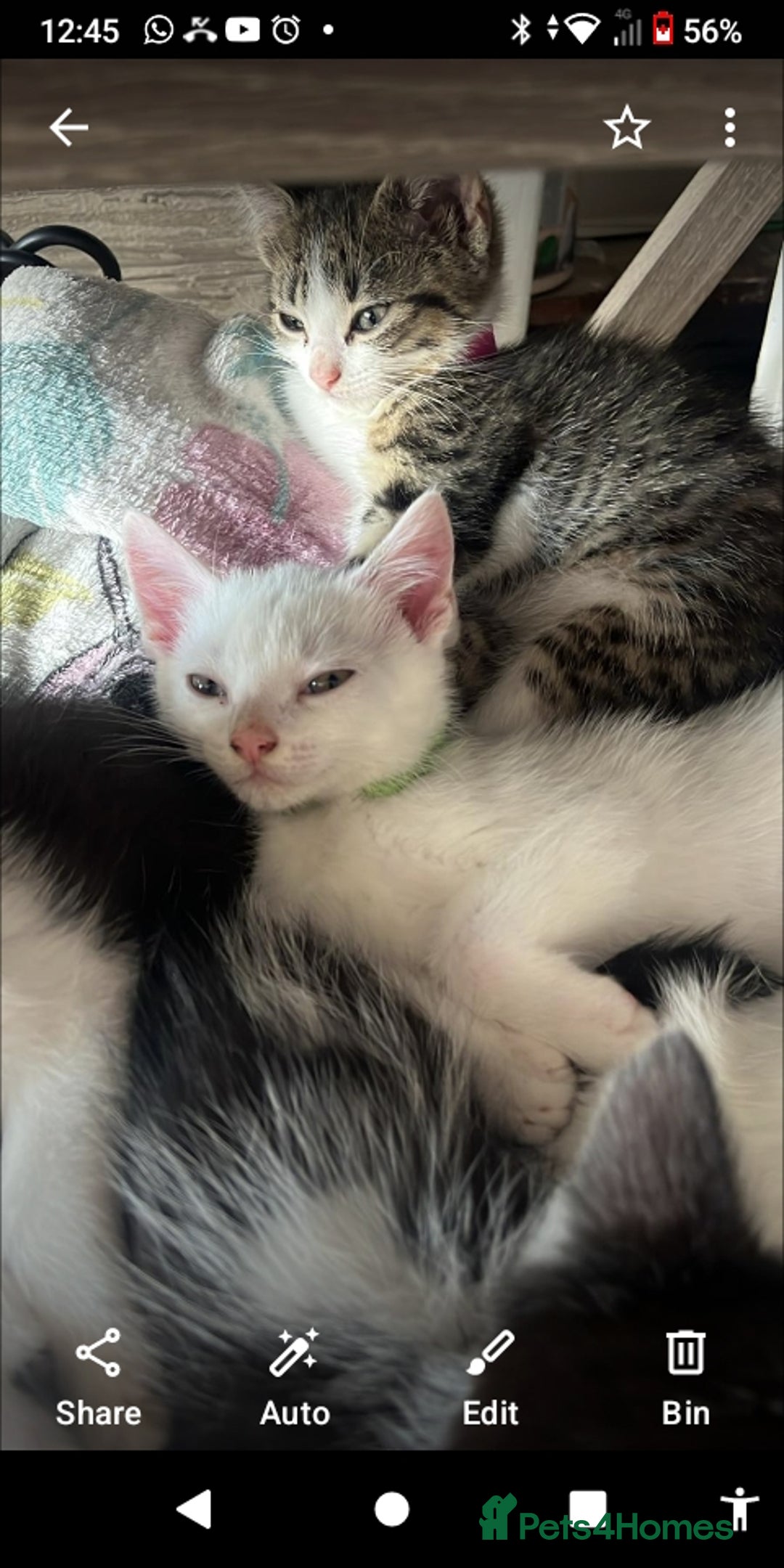 Mixed Breed cats for sale: 6 beautiful kittens - Image 8