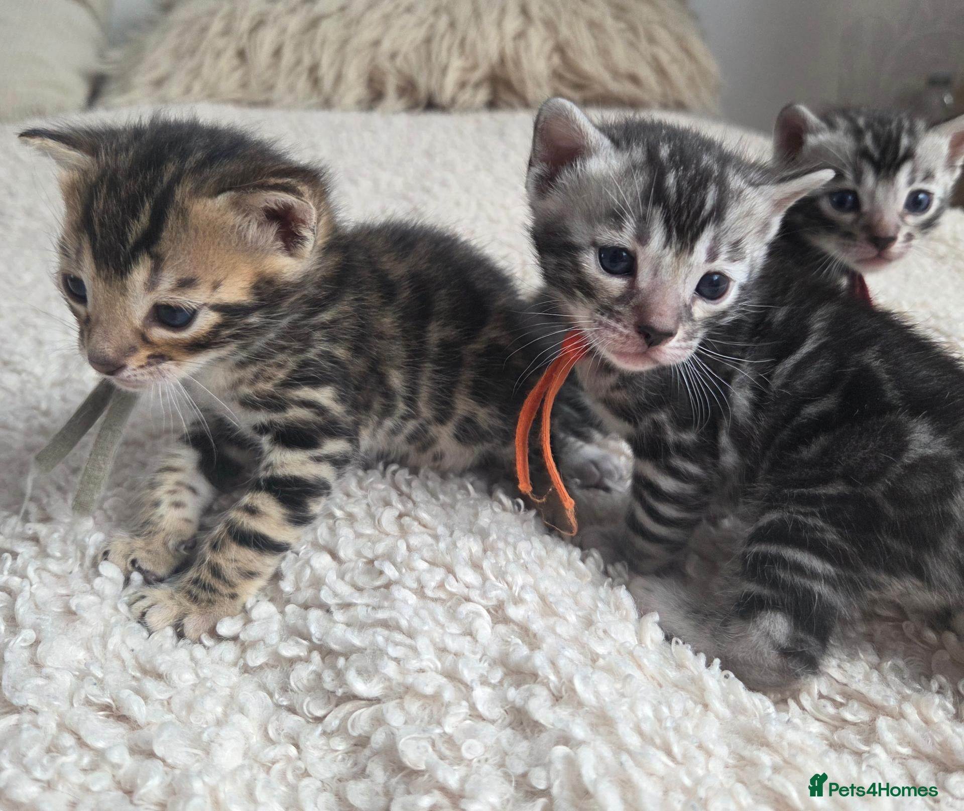 Bengal cats for sale:  Purebred TICA Registered 3 Bengal Kittens 🐾 - Advert 1