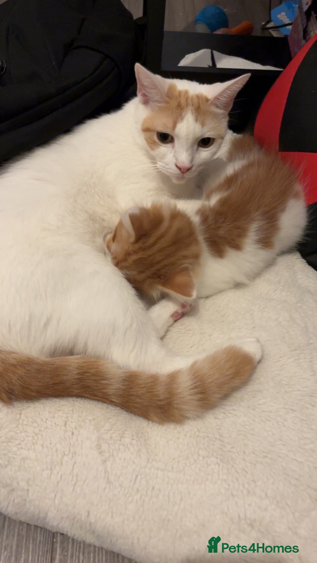 Arabian Mau cats Fluffy ginger and white girl kitten - Advert 1