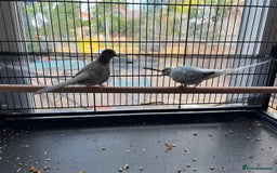 Doves birds for sale: Two diamond doves - Image 3