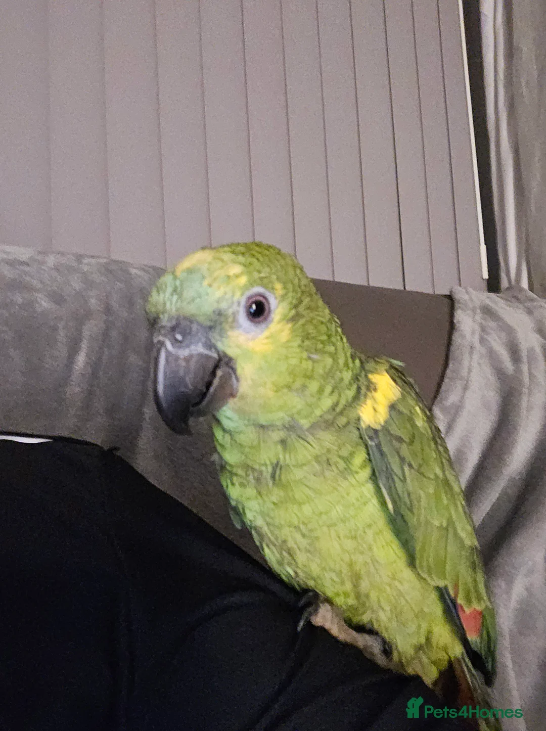 Parrots birds for sale: Blue fronted amazon  - Advert 1