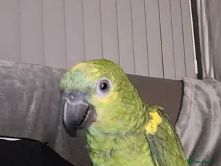 Parrots birds Blue fronted amazon - Advert 1