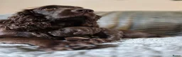 Cocker Spaniel dogs for sale: KC WORKING COCKER SPANIELS in Mansfield - Advert 19