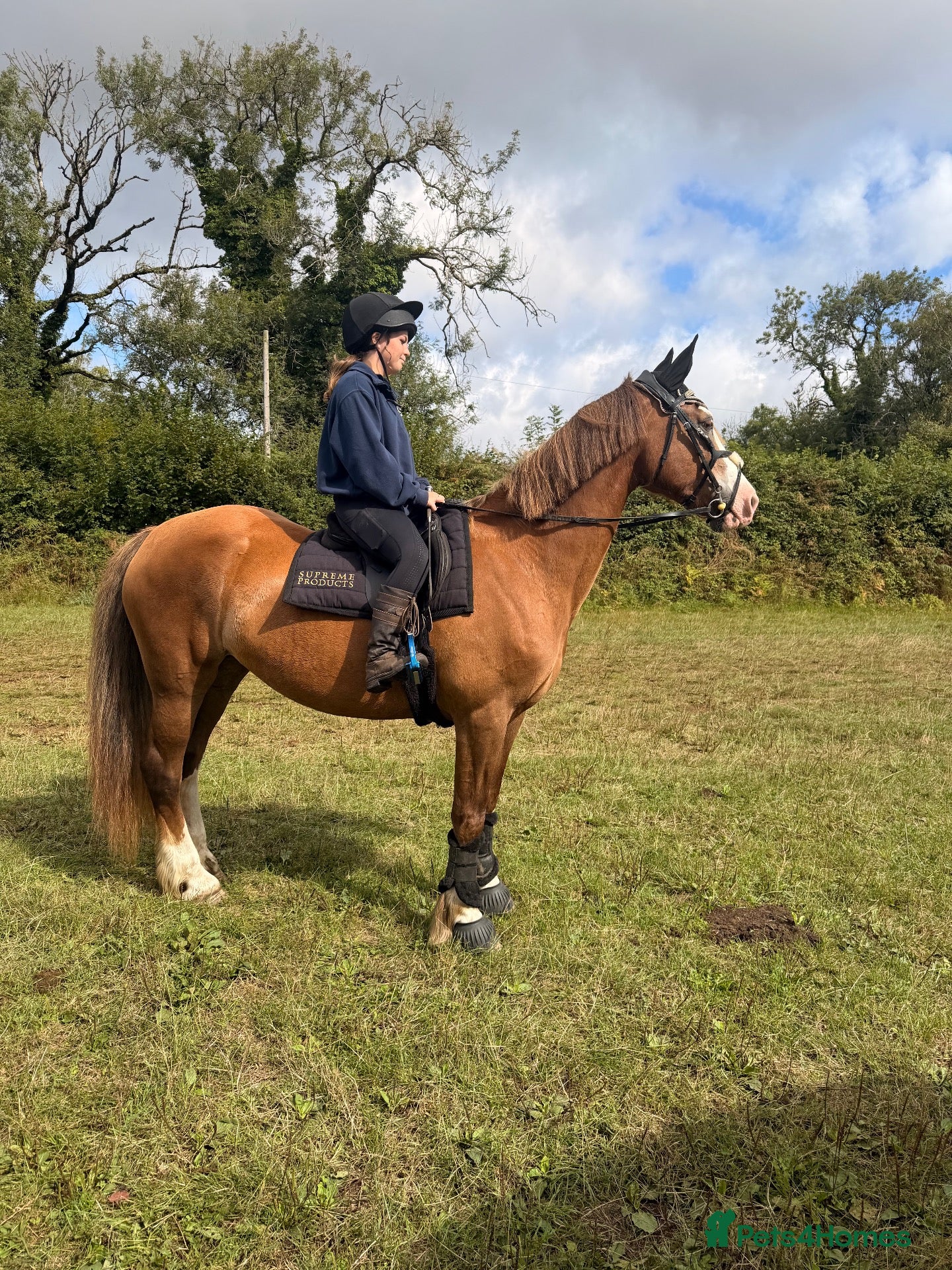 Welsh Section D horses Section D 14.2h mare - Advert 13