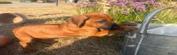 Rhodesian Ridgeback dogs for sale: Rhodesian Ridgebacks Ready to go - Advert 9