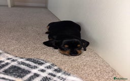 Mixed Breed dogs for sale: Dapple Shnoxy puppies for sale - Image 7