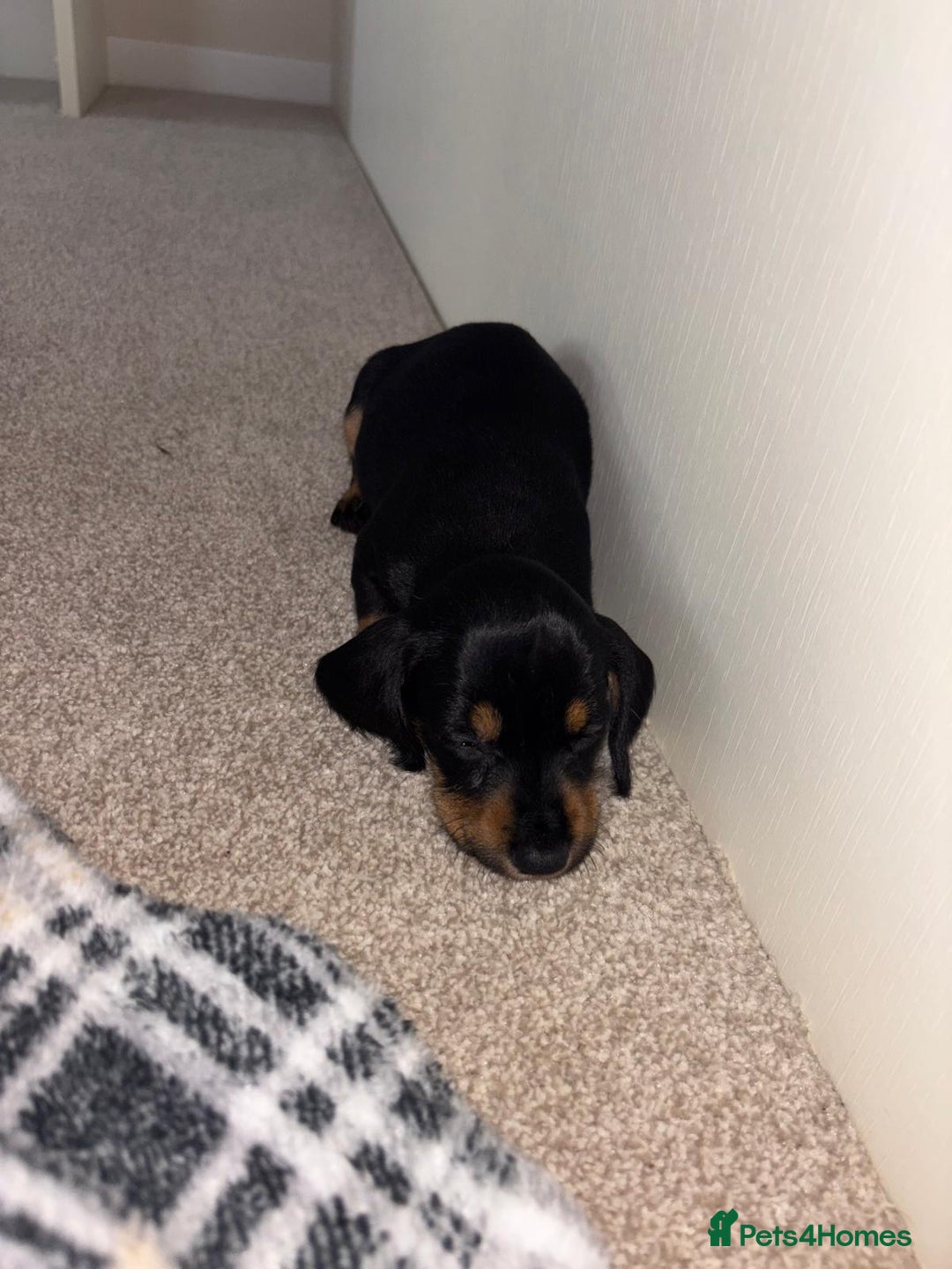 Mixed Breed dogs for sale: Dapple Shnoxy puppies for sale - Image 7