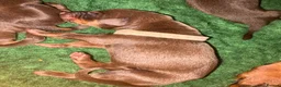 Dobermann dogs for sale: KC Registered Dobermans | 91 Champions in Parents - Advert 10