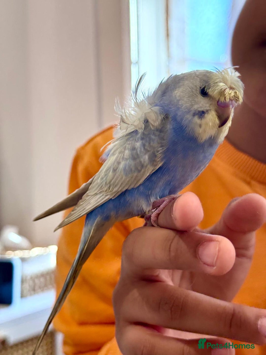 Budgerigars birds for sale: Rainbow ,hagoromo baby budgies hand tamed & reared - Advert 2