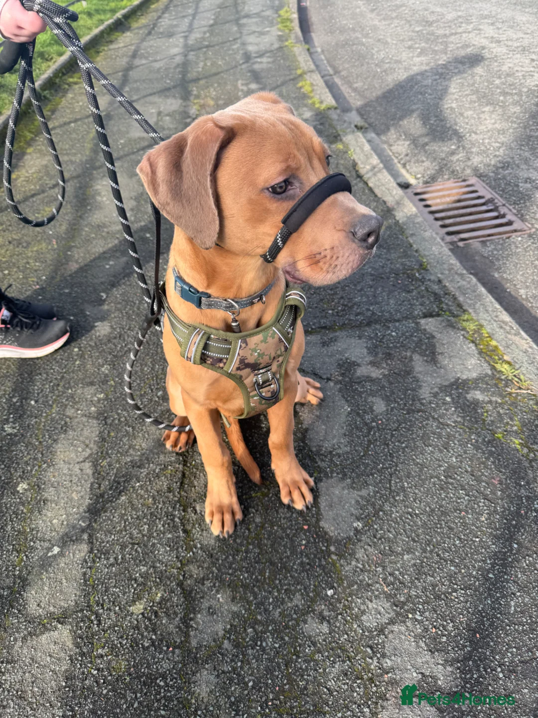 Mixed Breed dogs for sale: Male Rhodesian cross cane Corso  in Manchester - Advert 1