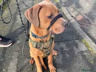 Mixed Breed dogs Male Rhodesian cross cane Corso - Advert 1