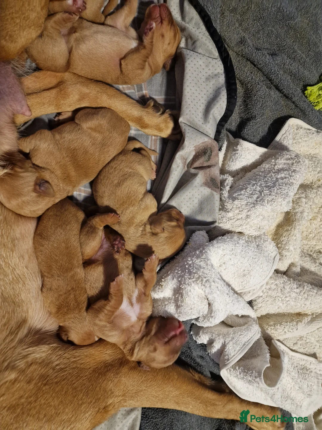 Labrador Retriever dogs for sale: Ready Now! Beautiful Red Fox Labrador Puppies - Advert 29