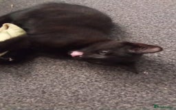 Mixed Breed cats for sale: MALE KITTEN NEEDS A NEW HOME ASAP - Image 4