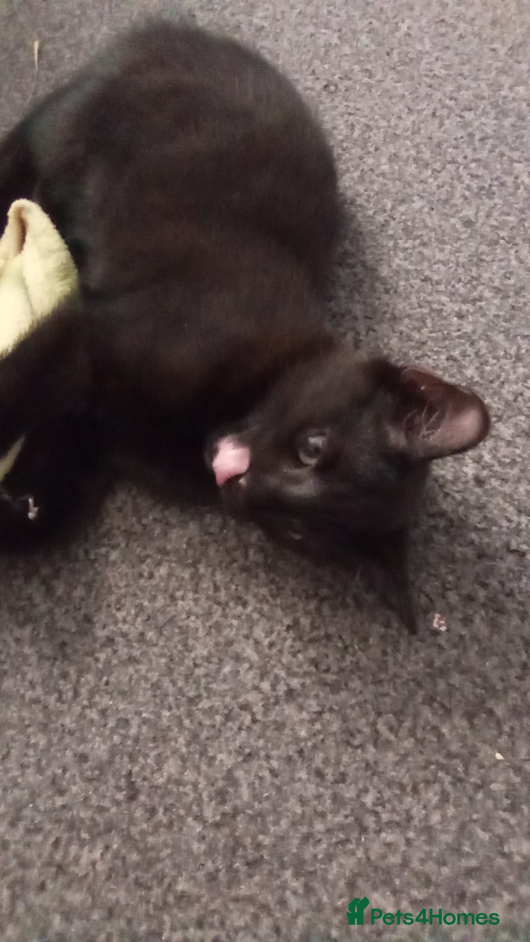 Mixed Breed cats for sale: MALE KITTEN NEEDS A NEW HOME ASAP - Image 4