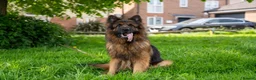German Shepherd dogs for sale: Zues  - Advert 1