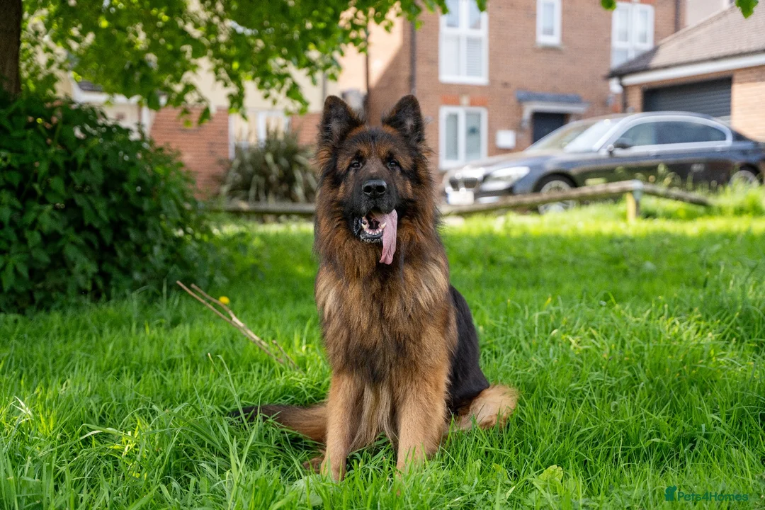 German Shepherd dogs for sale: Zues  - Advert 1