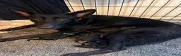 German Shepherd dogs for sale: German shepherd pups  in Redditch - Advert 19