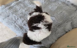 Toy Poodle dogs for sale: READY NOW 2  BROWN & WHITE Rare Toy Parti Poodles - Image 8