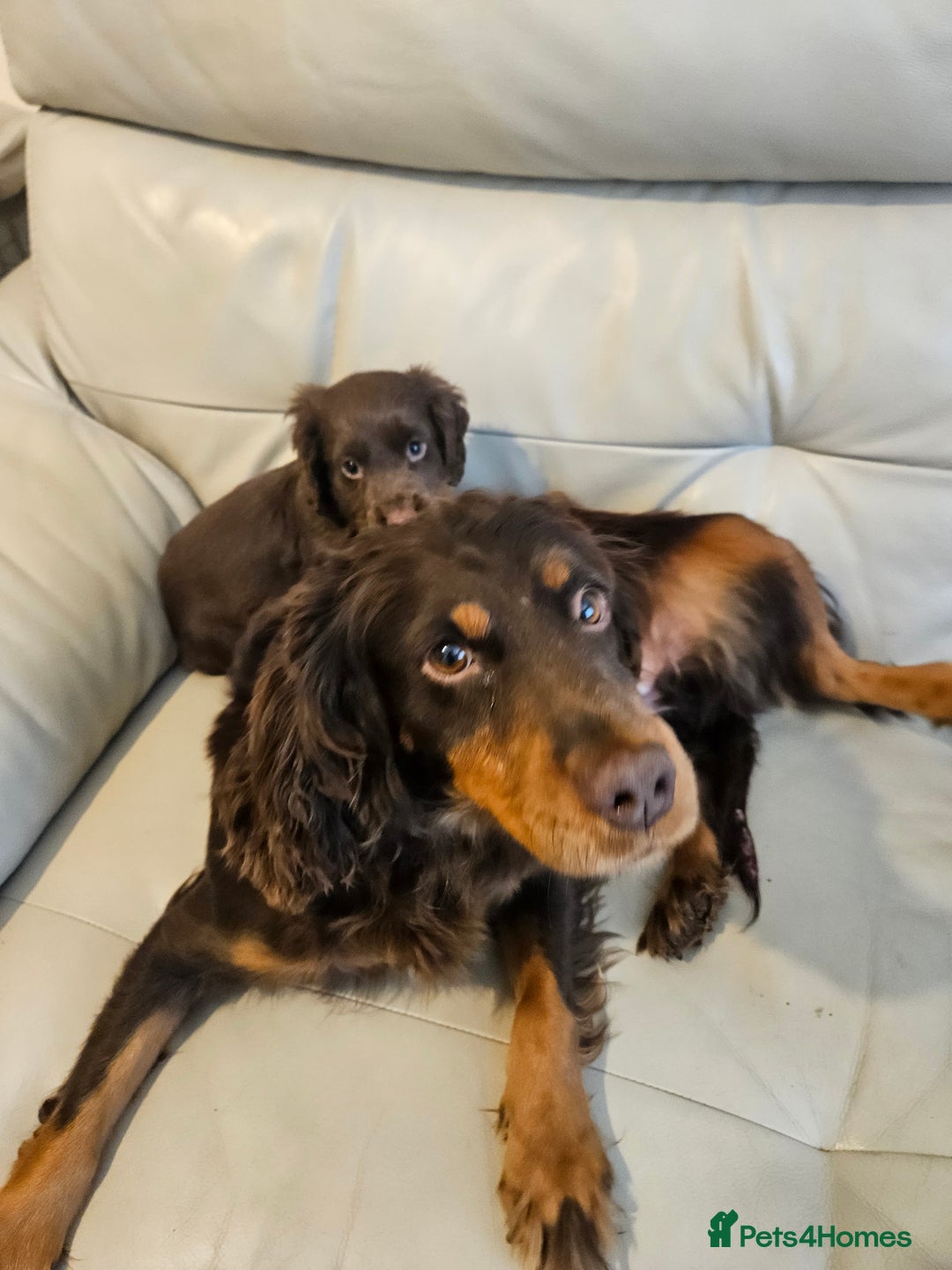Cocker Spaniel dogs for sale: Working cockerspaniel puppy - Advert 3