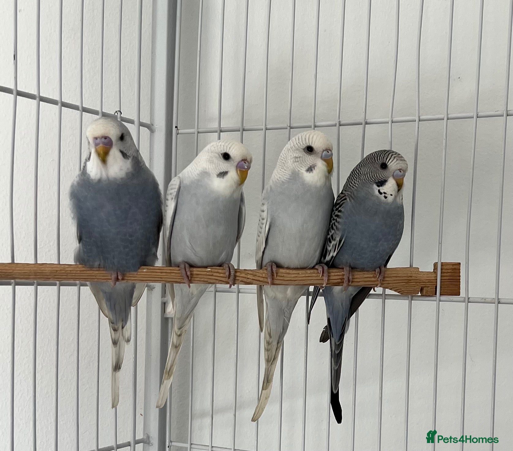 Budgerigars birds Baby Budgies - Advert 9
