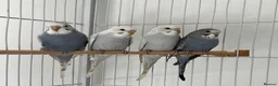 Budgerigars birds for sale: Baby Budgies - Advert 1