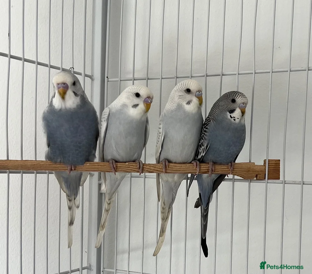 Budgerigars birds for sale: Baby Budgies - Advert 1