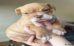 Mixed Breed dogs for sale: Olde Thyme English bulldog X New english bulldogs - Image 12