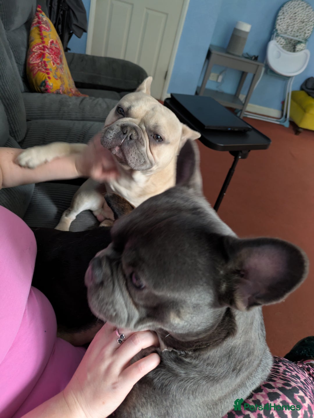 French Bulldog dogs for sale: 2 Year old French Bulldog - Image 3