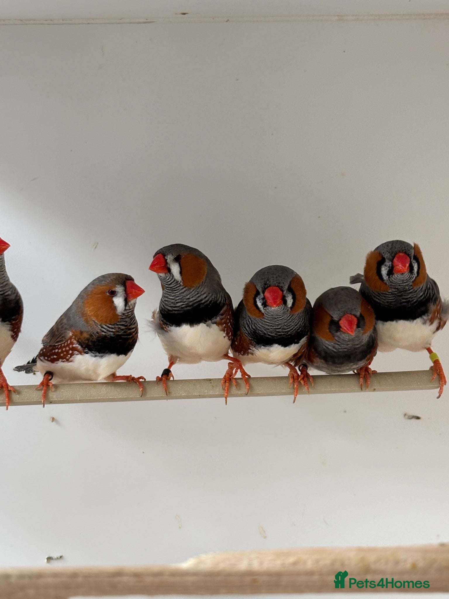 Finches birds Charcoal split Zebra Finches - Advert 1